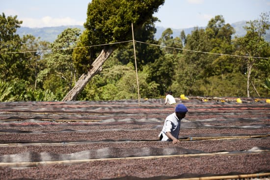 Ethiopia Sidamo Ayla Bombe