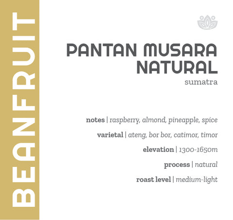 Sumatra Pantan Musara Natural