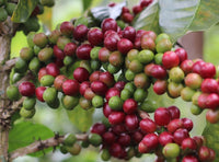 Peru Chirinos La Pirias